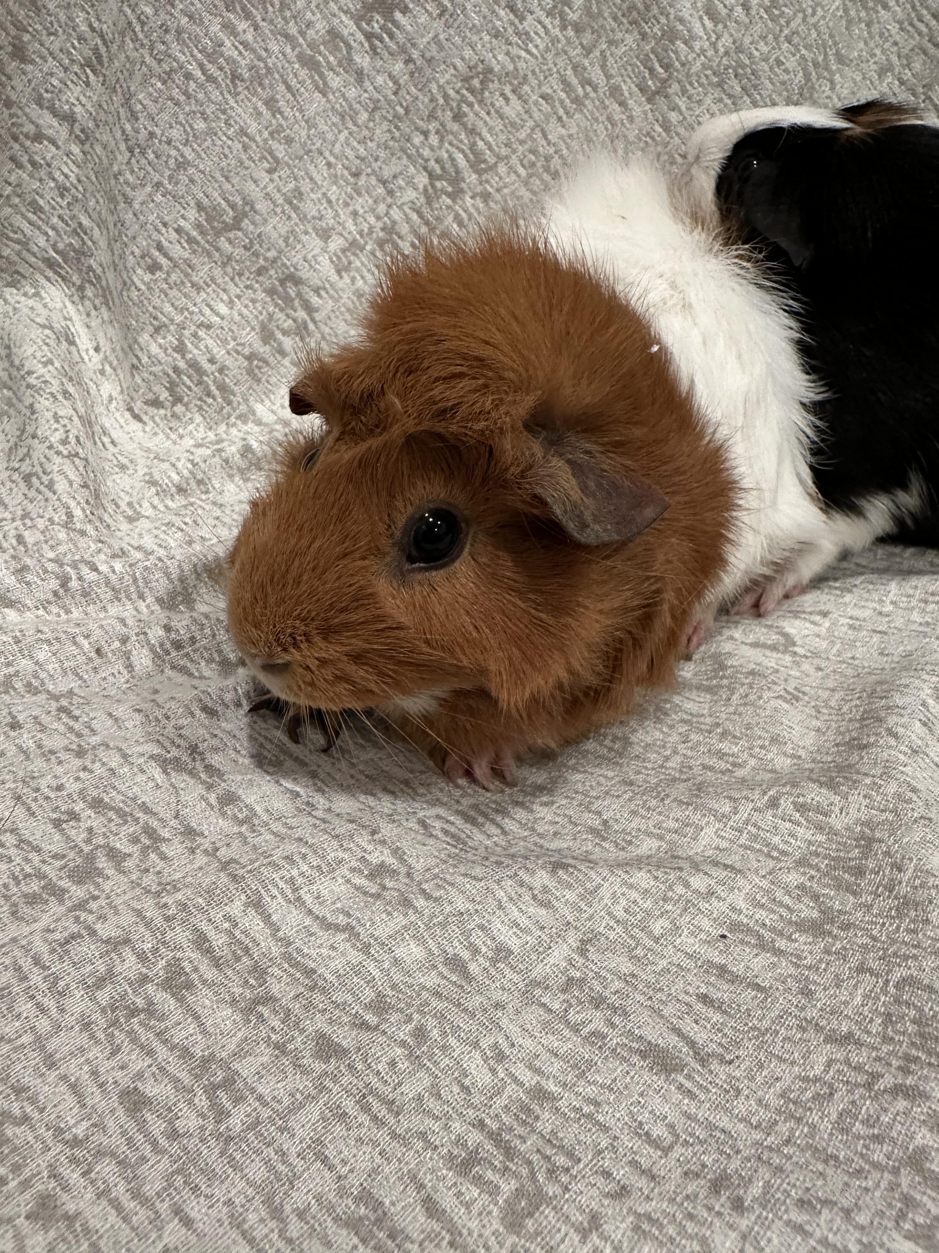 Enlarge Flopsy & Mopsy, a Adopted Guinea Pig in Magnolia, TX image 1/2
