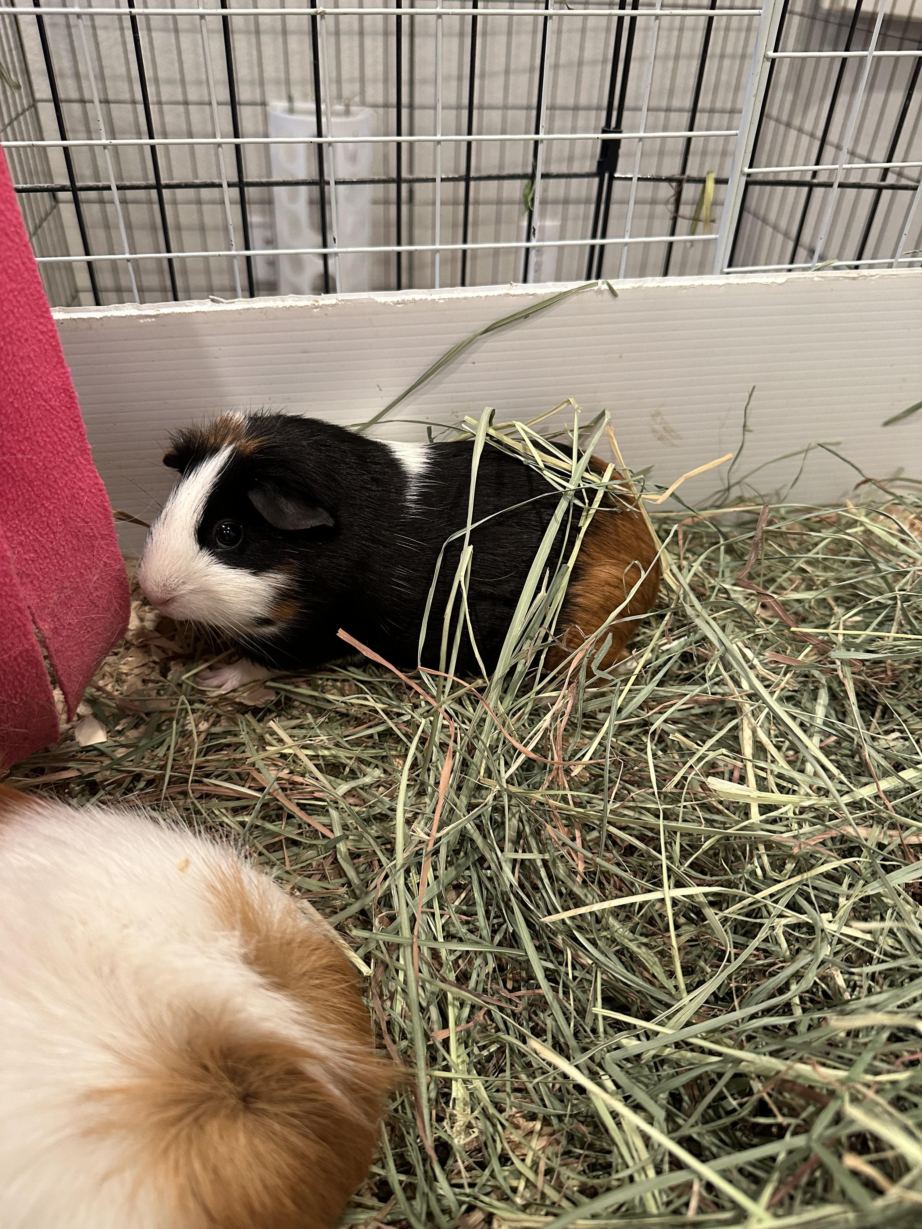Enlarge Flopsy & Mopsy, a Adopted Guinea Pig in Magnolia, TX image 2/2