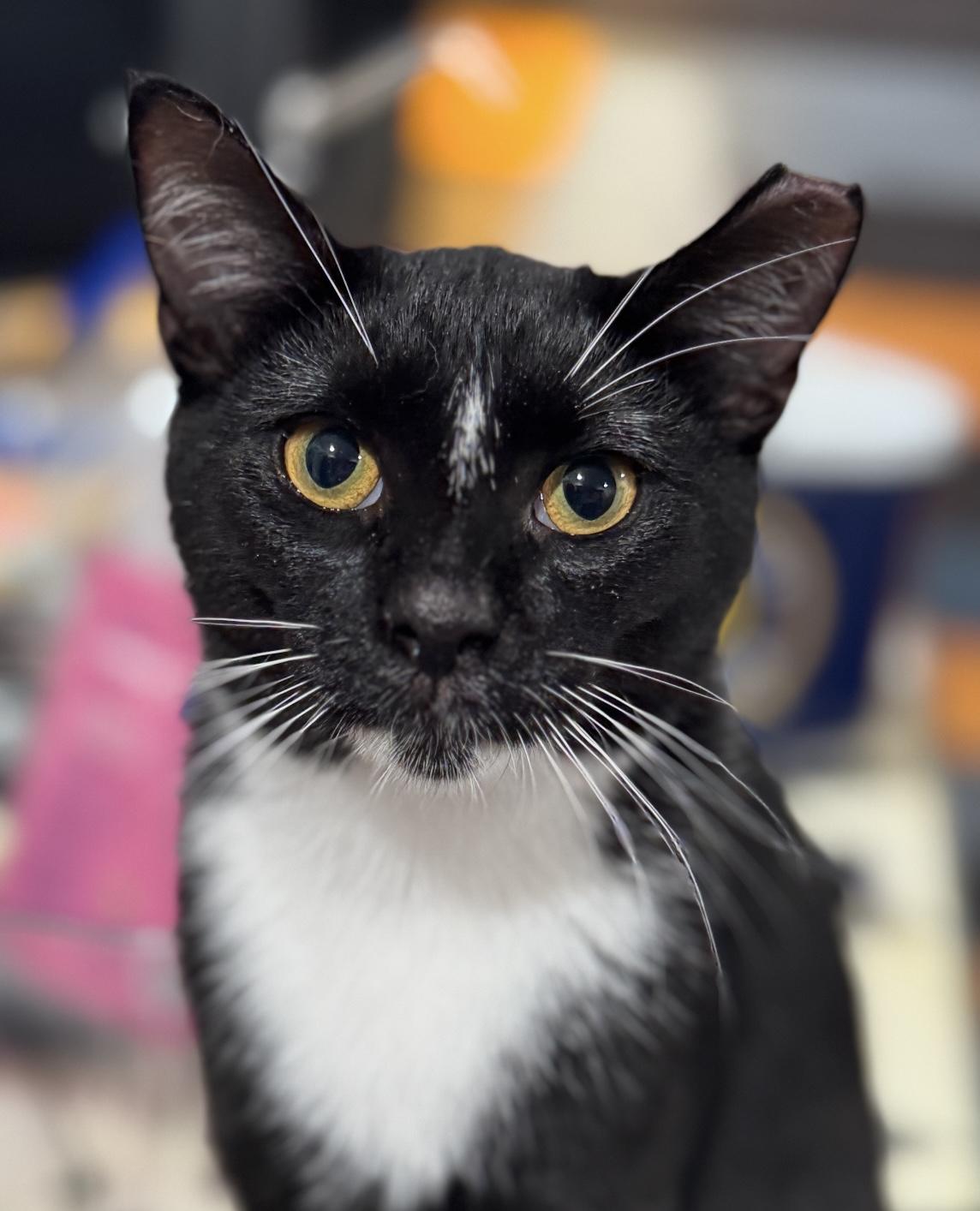 Will Ferrell, a Adoptable Domestic Short Hair in Port Washington, WI image 1/5