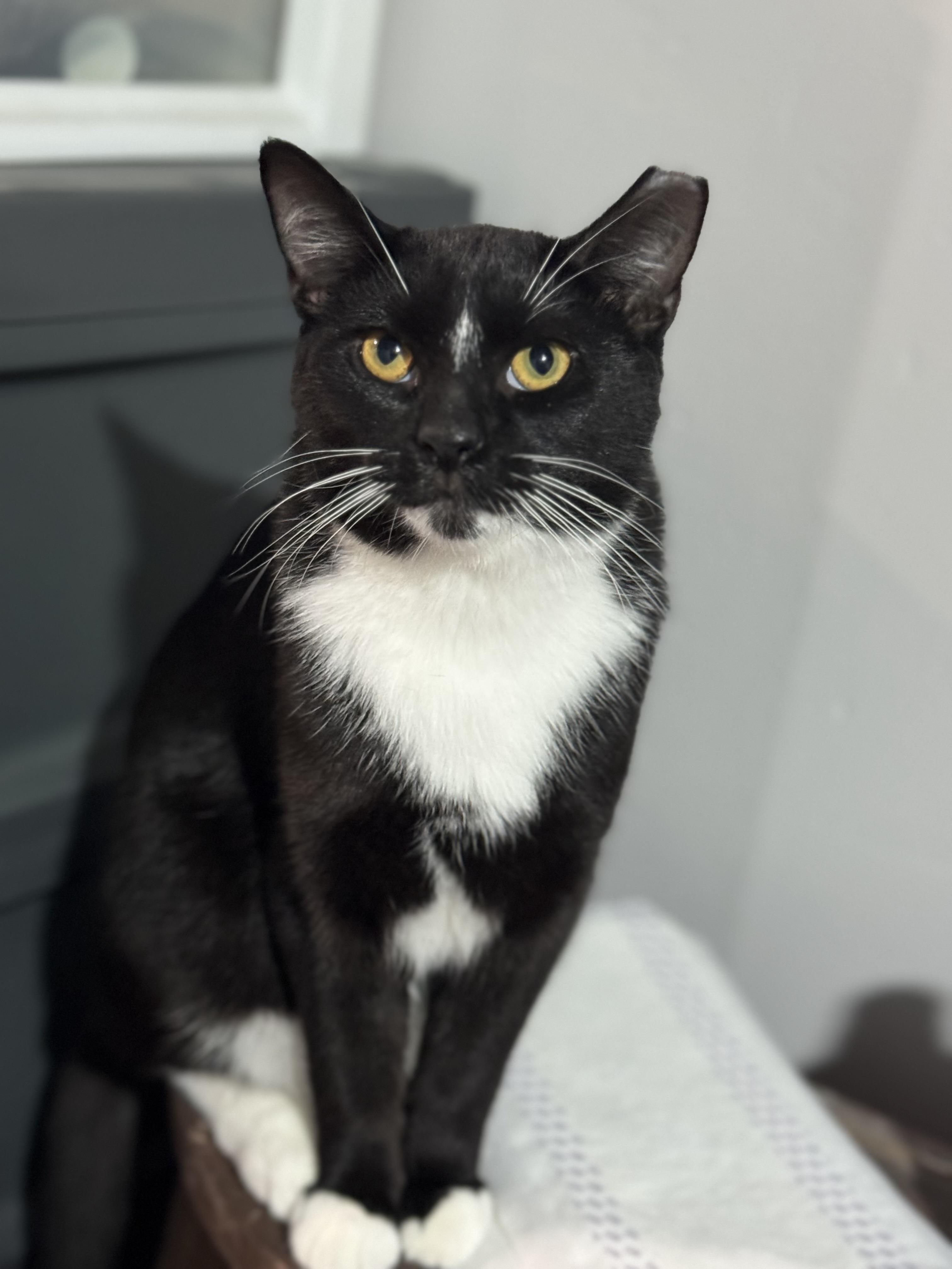 Will Ferrell, a Adoptable Domestic Short Hair in Port Washington, WI image 3/5