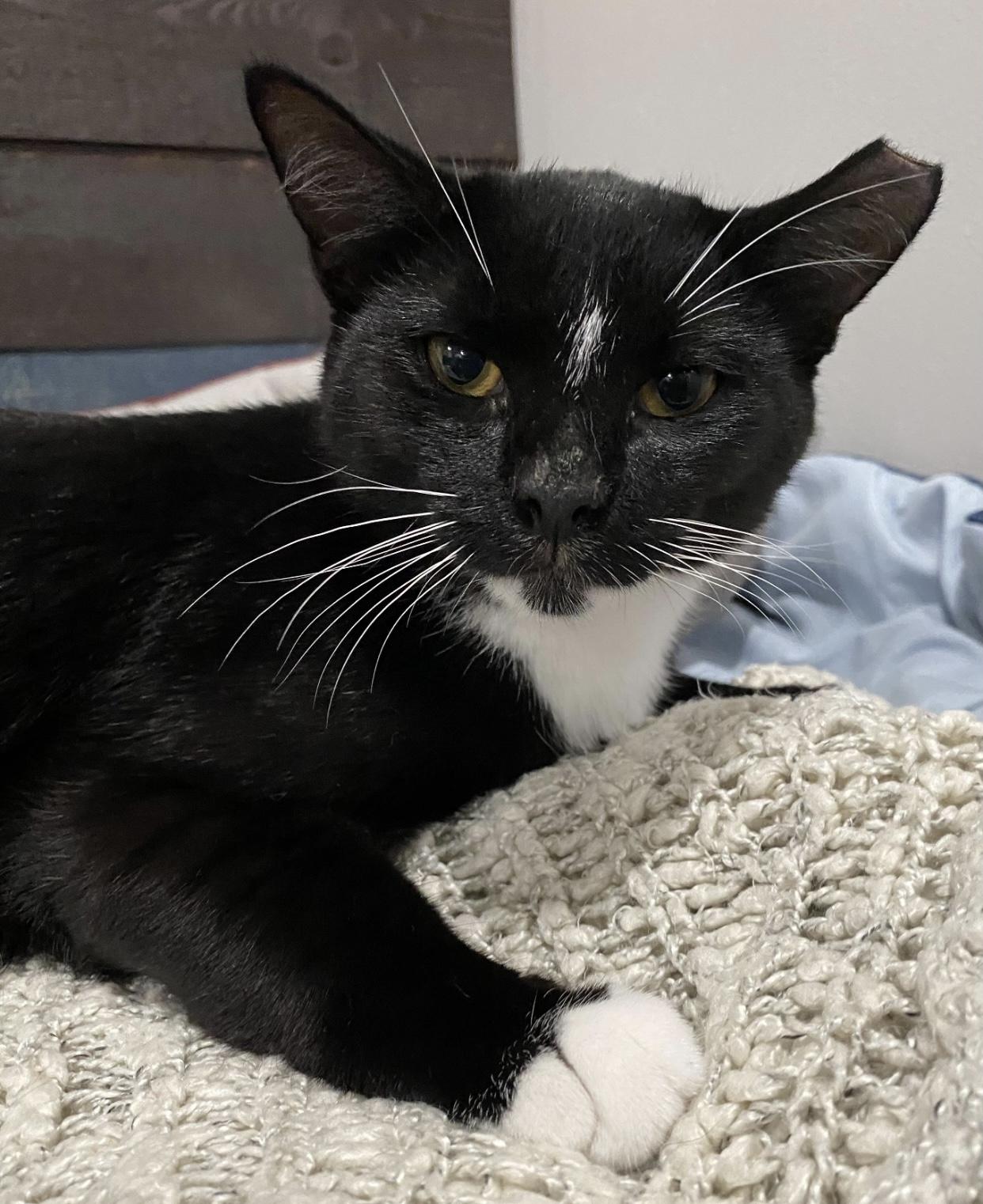 Will Ferrell, a Adoptable Domestic Short Hair in Port Washington, WI image 4/5