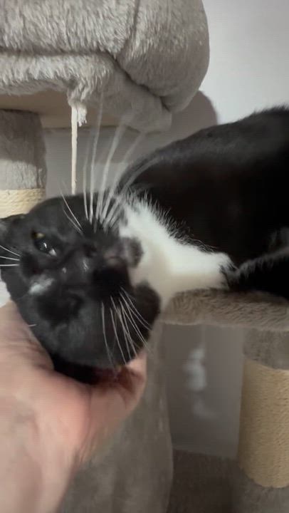 Enlarge Will Ferrell, a Adoptable Domestic Short Hair in Port Washington, WI video 5/5