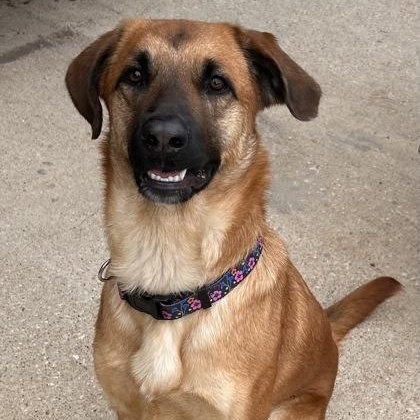 Sandy, a ADOPTABLE mixed breed in The Colony, TX image 4/5