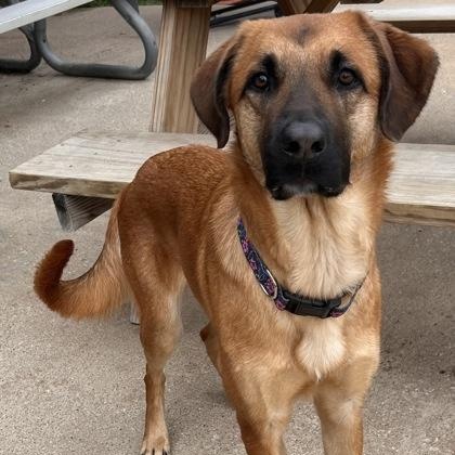 Sandy, a ADOPTABLE mixed breed in The Colony, TX image 2/5