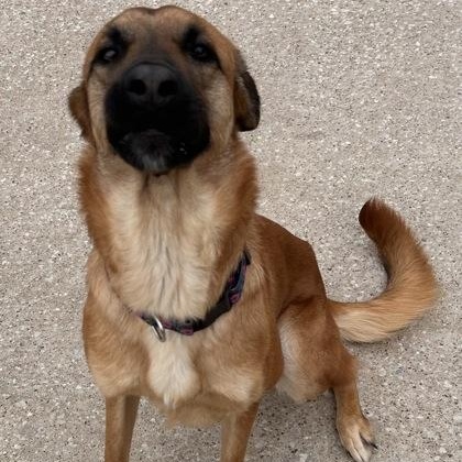 Sandy, a ADOPTABLE mixed breed in The Colony, TX image 5/5