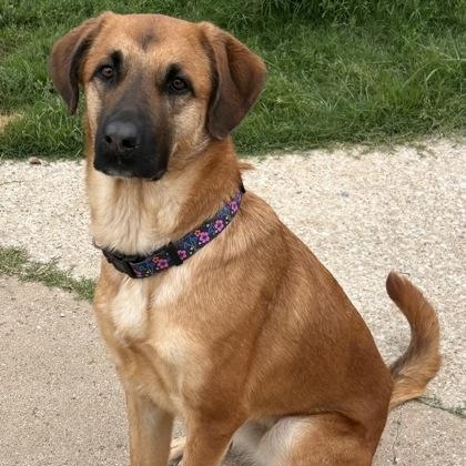 Sandy, ADOPTABLE, Young Female Retriever & Shepherd.