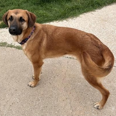 Sandy, a ADOPTABLE mixed breed in The Colony, TX image 3/5