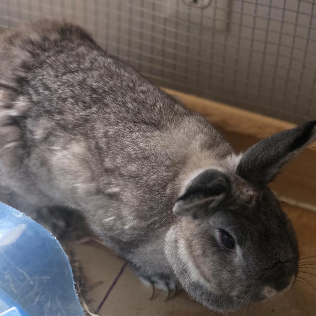 Wolfe, Adoptable, Adult Male Mini Lop.