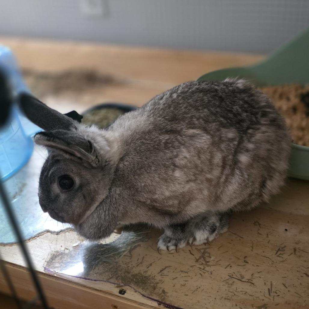 Enlarge Wolfe, a Adoptable Mini Lop in Lynchburg, VA image 2/3