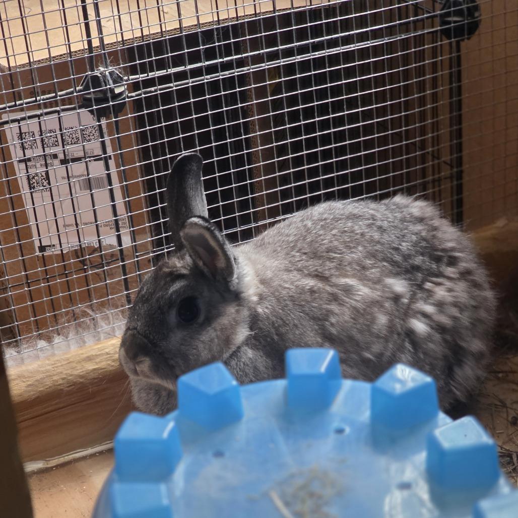 Enlarge Wolfe, a Adoptable Mini Lop in Lynchburg, VA image 3/3