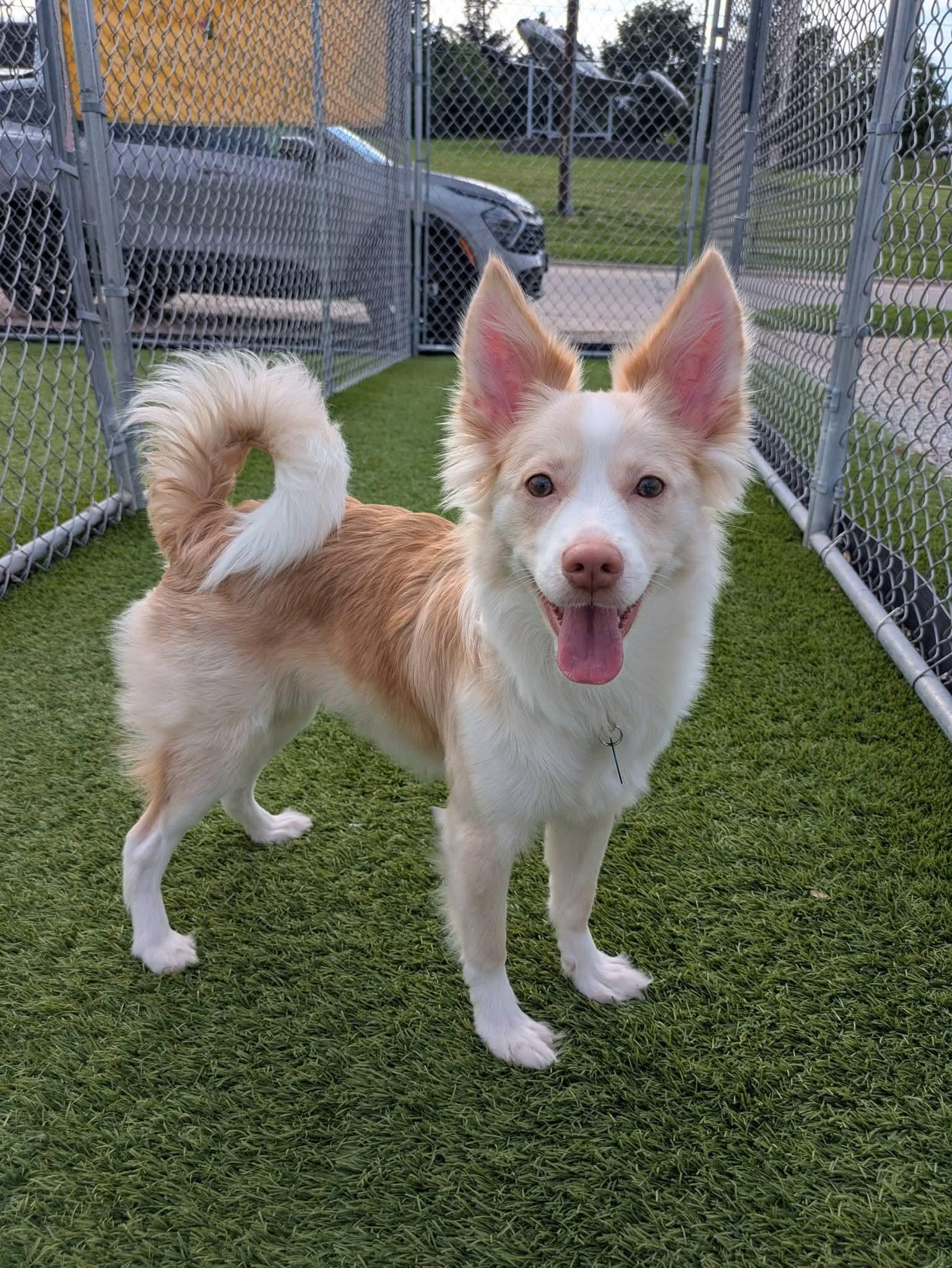 Gidget, a Adoptable Pomsky in Cedar Rapids, IA image 1/6
