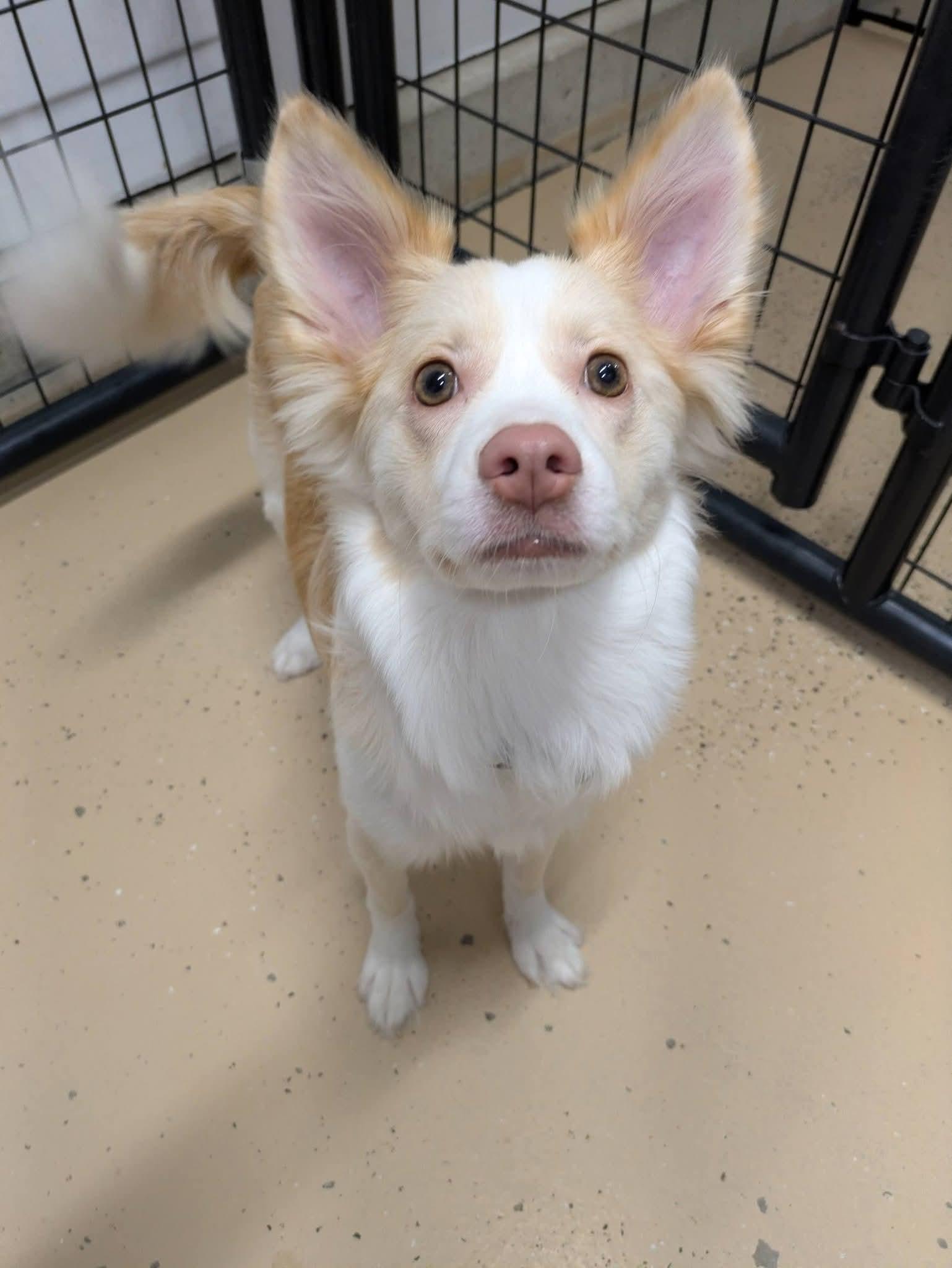 Gidget, a Adoptable Pomsky in Cedar Rapids, IA image 3/6