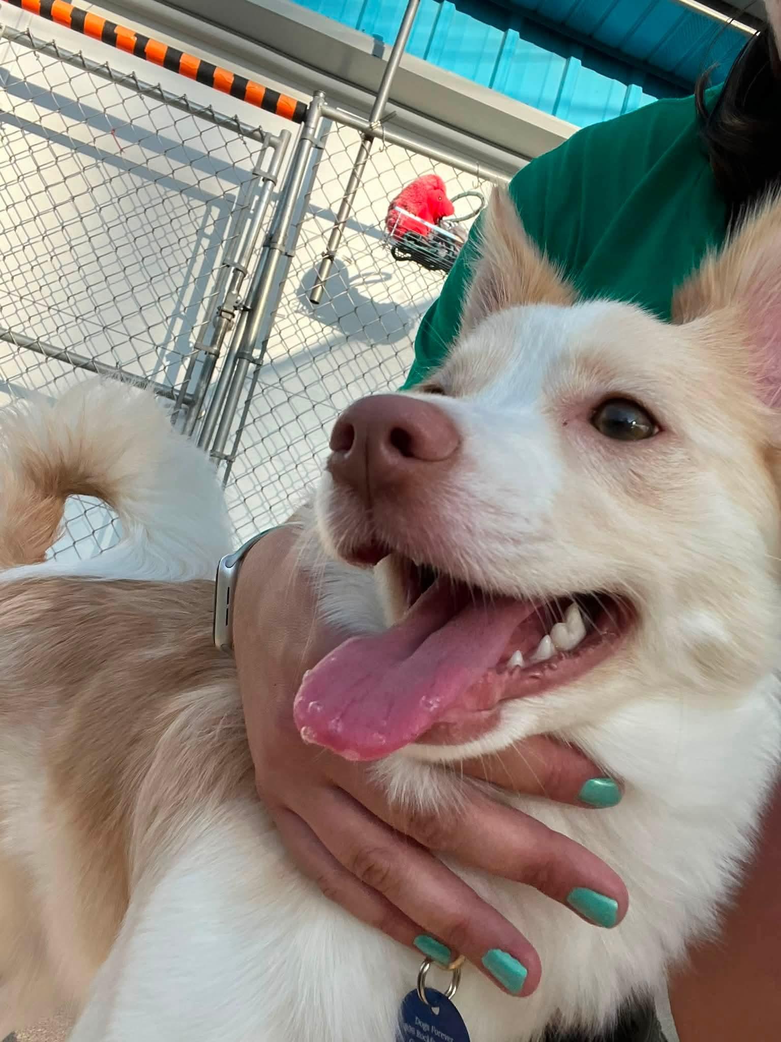 Gidget, a Adoptable Pomsky in Cedar Rapids, IA image 6/6