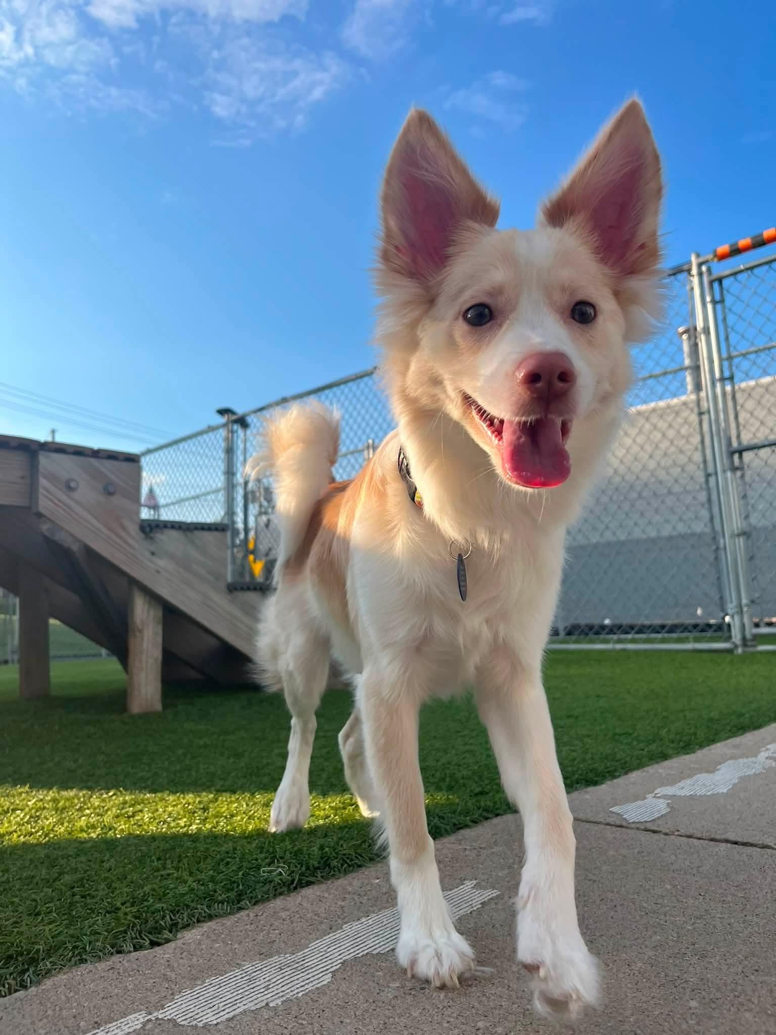 Gidget, a Adoptable Pomsky in Cedar Rapids, IA image 2/6
