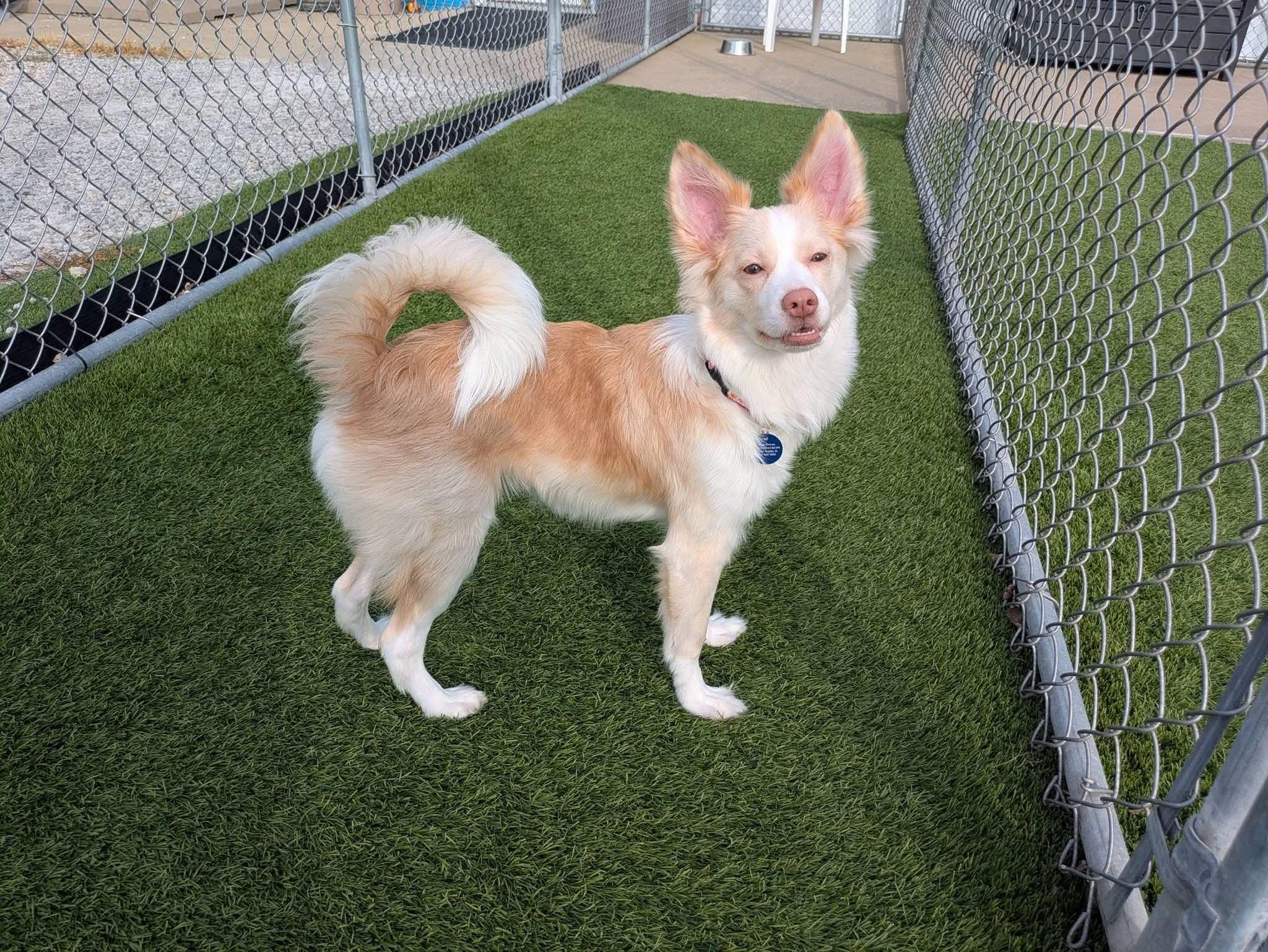 Gidget, a Adoptable Pomsky in Cedar Rapids, IA image 5/6