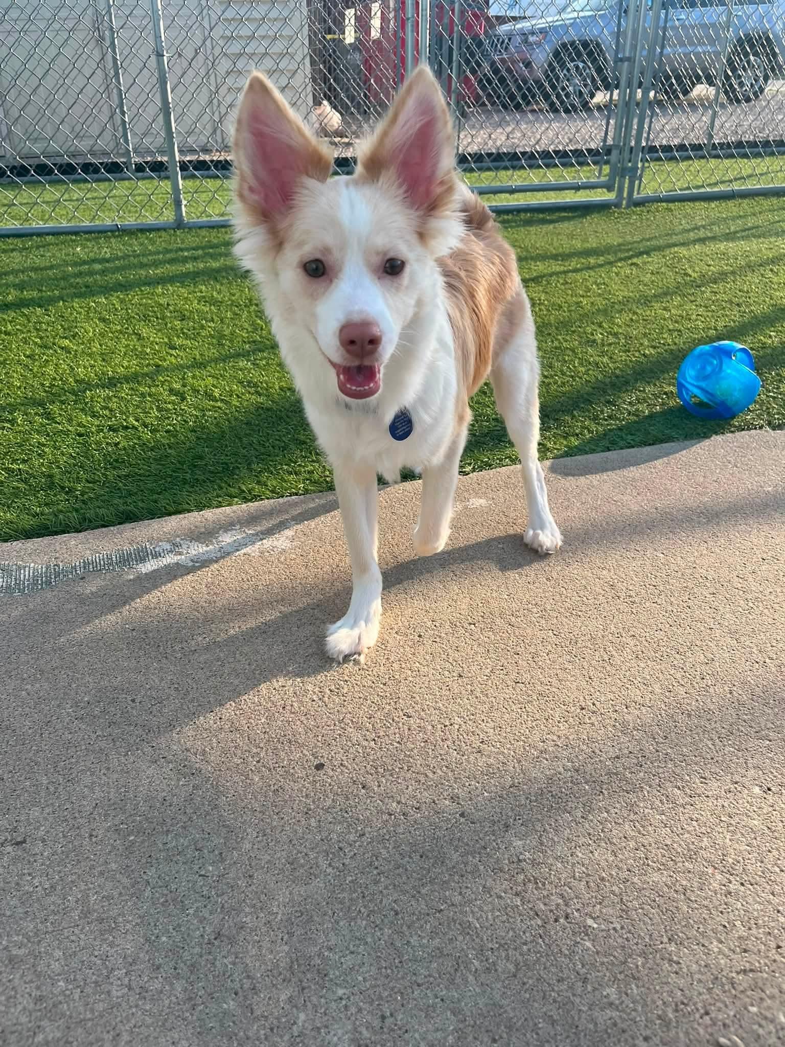 Gidget, a Adoptable Pomsky in Cedar Rapids, IA image 4/6
