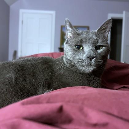 Smudge, Adoptable, Senior Male Domestic Short Hair & Domestic Short Hair.