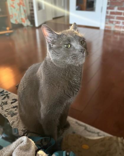 Enlarge Smudge, a Adoptable mixed breed in Washington, DC image 2/3