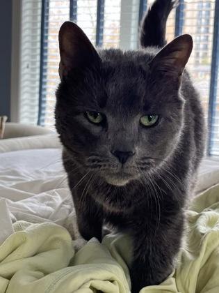 Enlarge Smudge, a Adoptable mixed breed in Washington, DC image 3/3