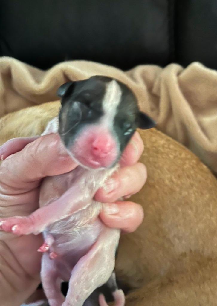 Enlarge Mia pup: Jax - adoption pending, a Adoptable mixed breed in Bryan, TX image 1/6