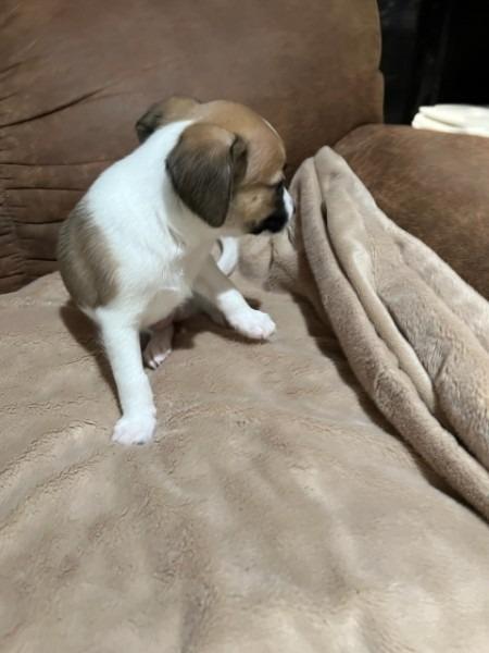 Enlarge Mia pup: Jax - adoption pending, a Adoptable mixed breed in Bryan, TX image 2/6