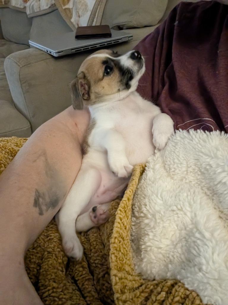 Enlarge Mia pup: Jax - adoption pending, a Adoptable mixed breed in Bryan, TX image 4/6