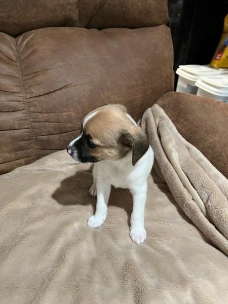 Enlarge Mia pup: Jax - adoption pending, a Adoptable mixed breed in Bryan, TX image 6/6