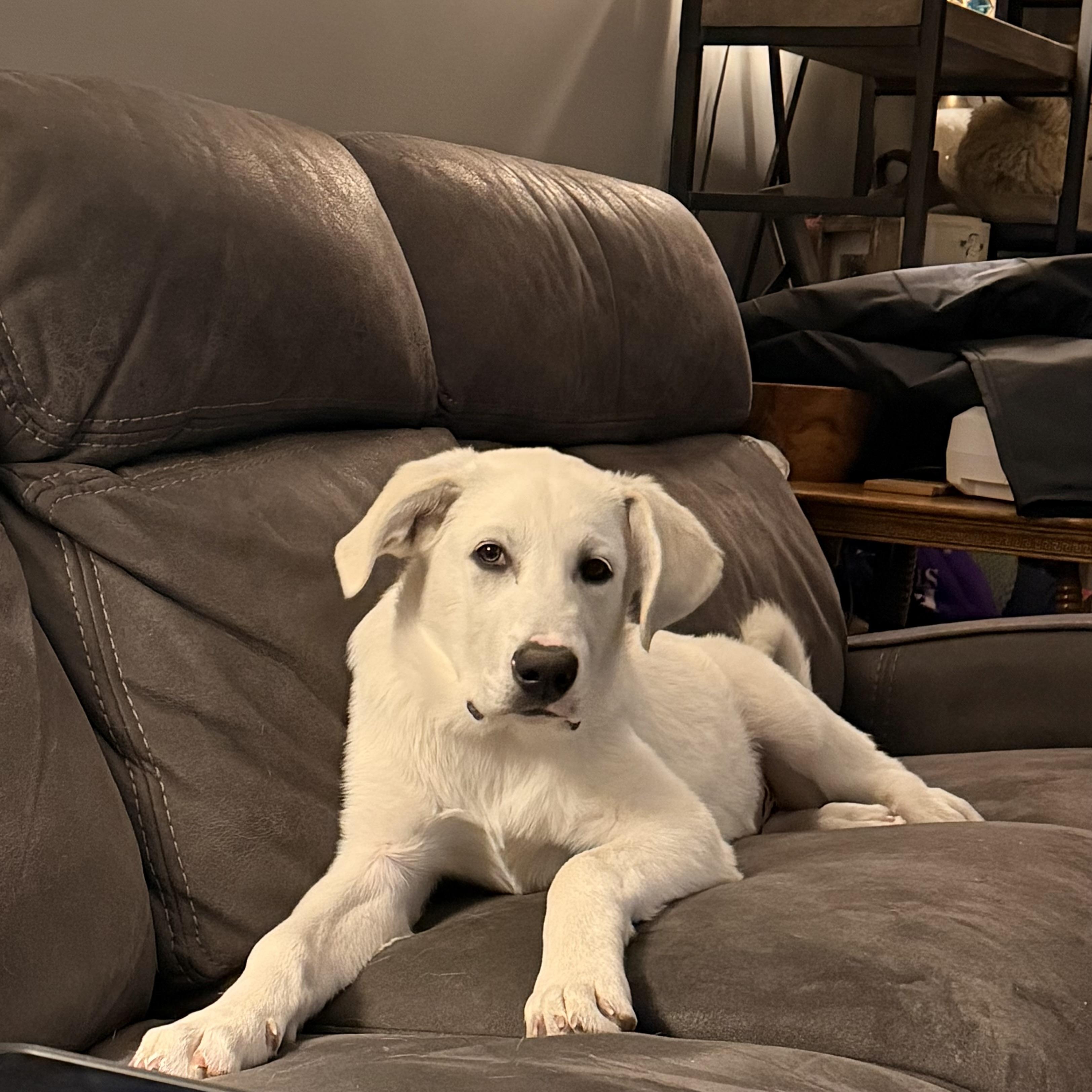 Marv, adopted, Young Male Great Pyrenees & Labrador Retriever.