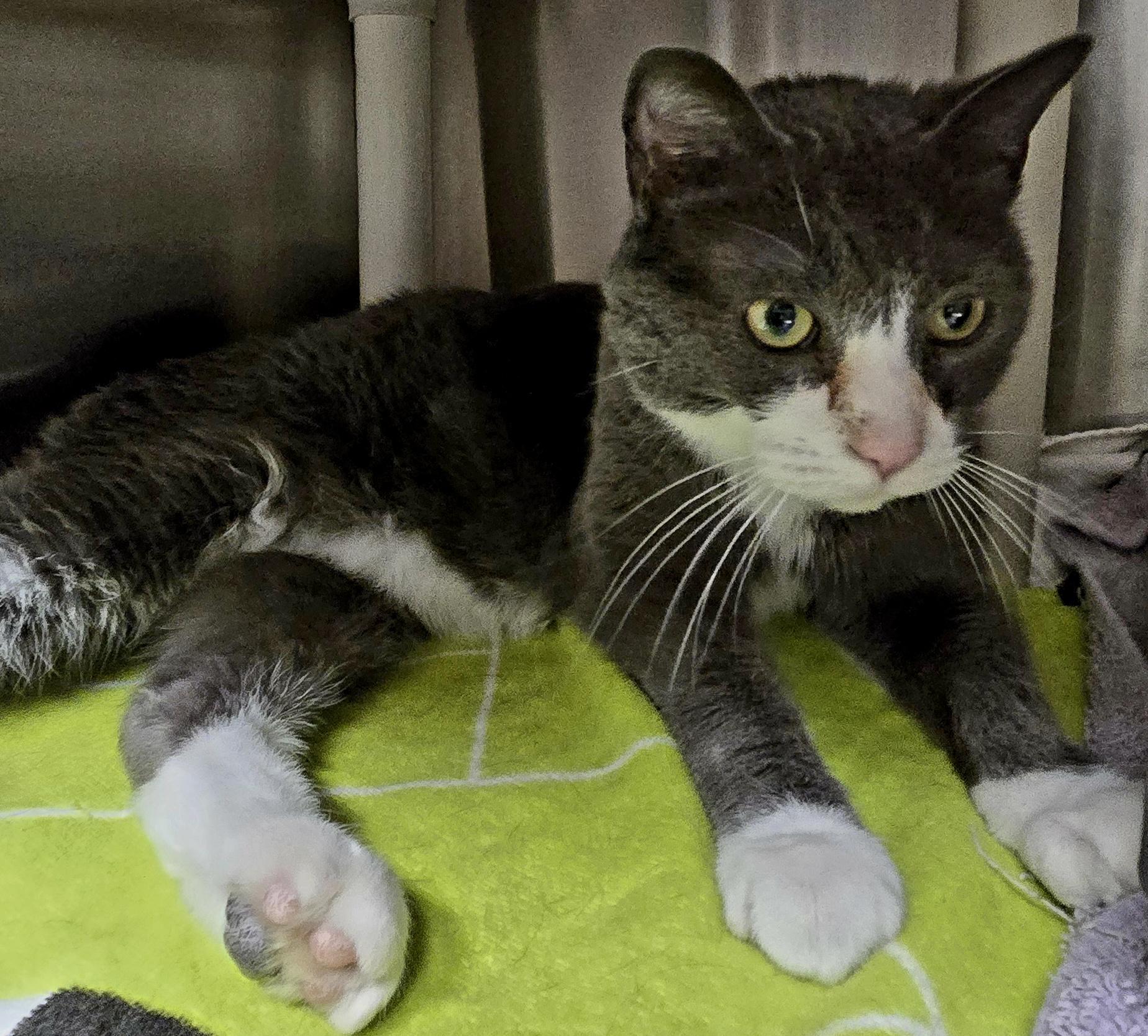Enlarge DJ, an adopted Domestic Short Hair in Bluffton, IN image 1/1