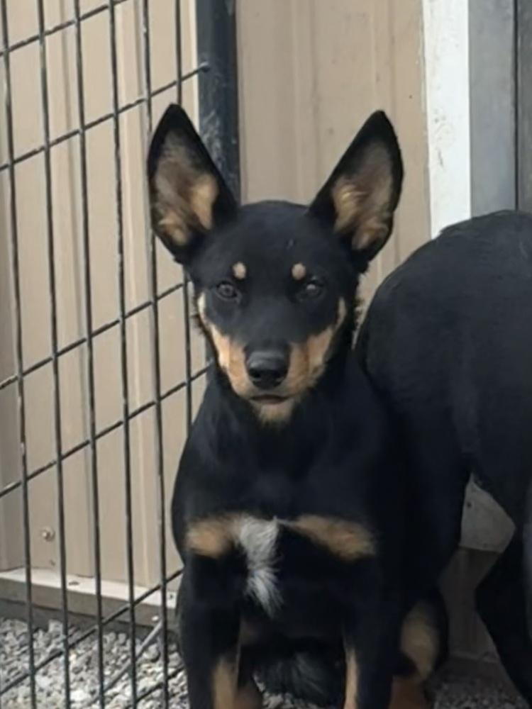 Dingo, Adoptable, Puppy Female Australian Kelpie & Labrador Retriever.