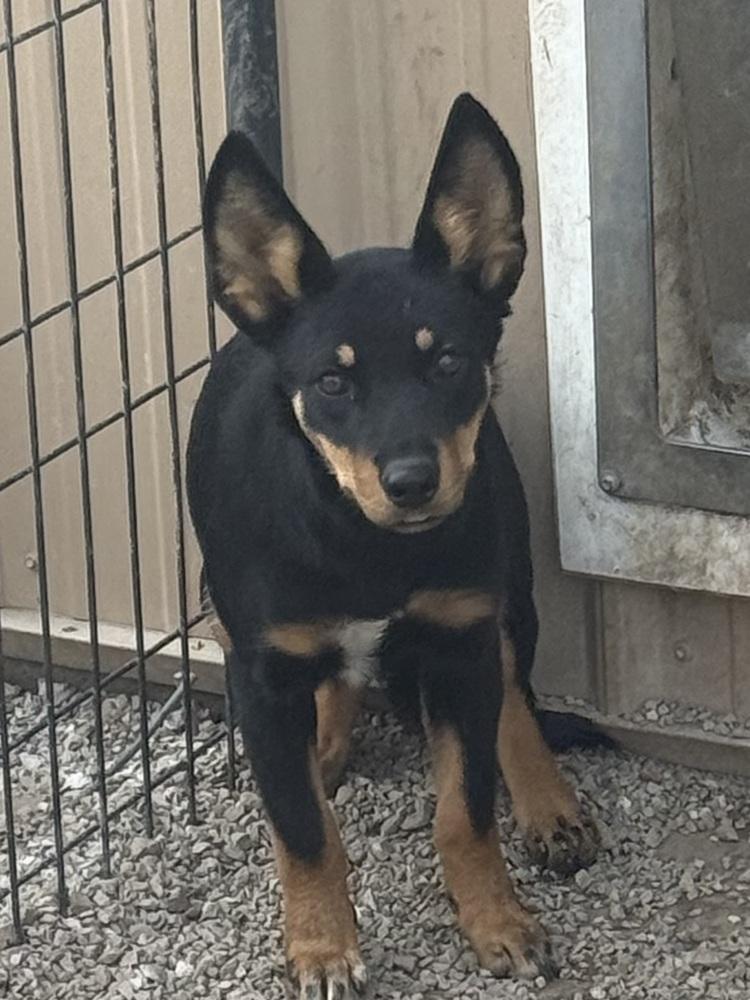 Dingo, a Adoptable mixed breed in Bolivar, MO image 2/2