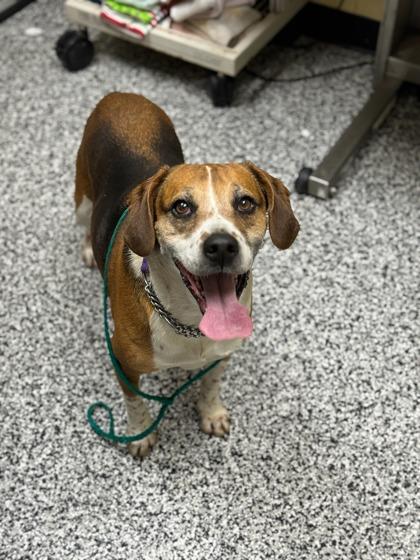 Meredith, a Adoptable mixed breed in Vincennes, IN image 1/2