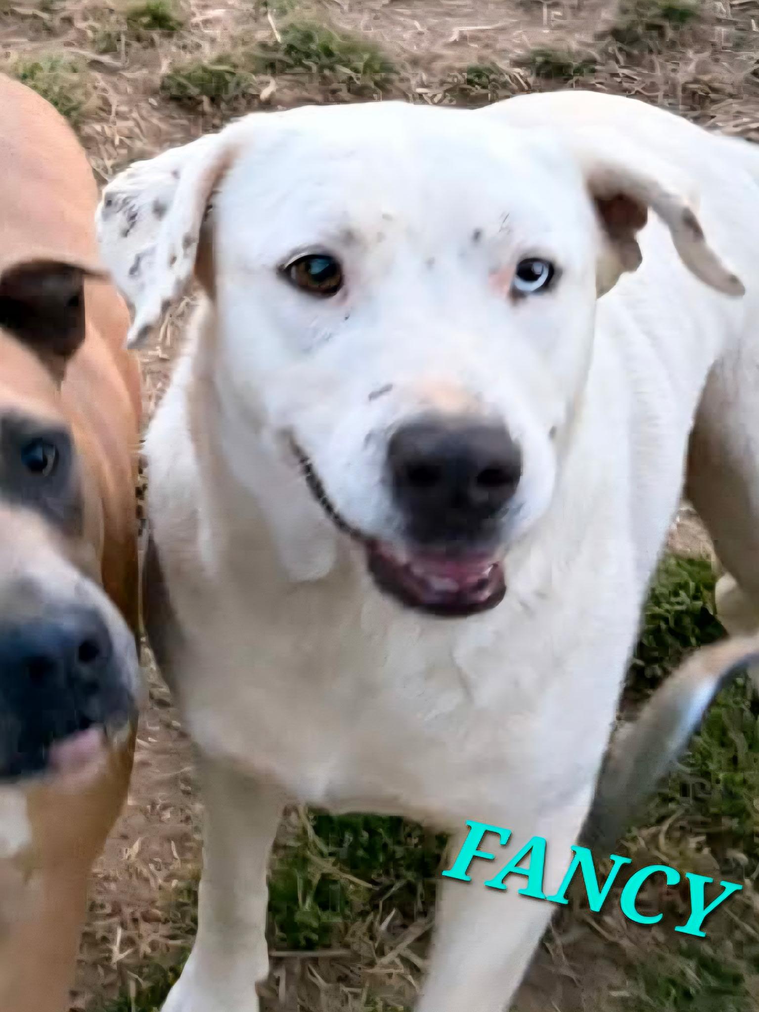 Enlarge Fancy - Needs Summer Lovin!, a Adoptable mixed breed in Woburn, MA image 4/6