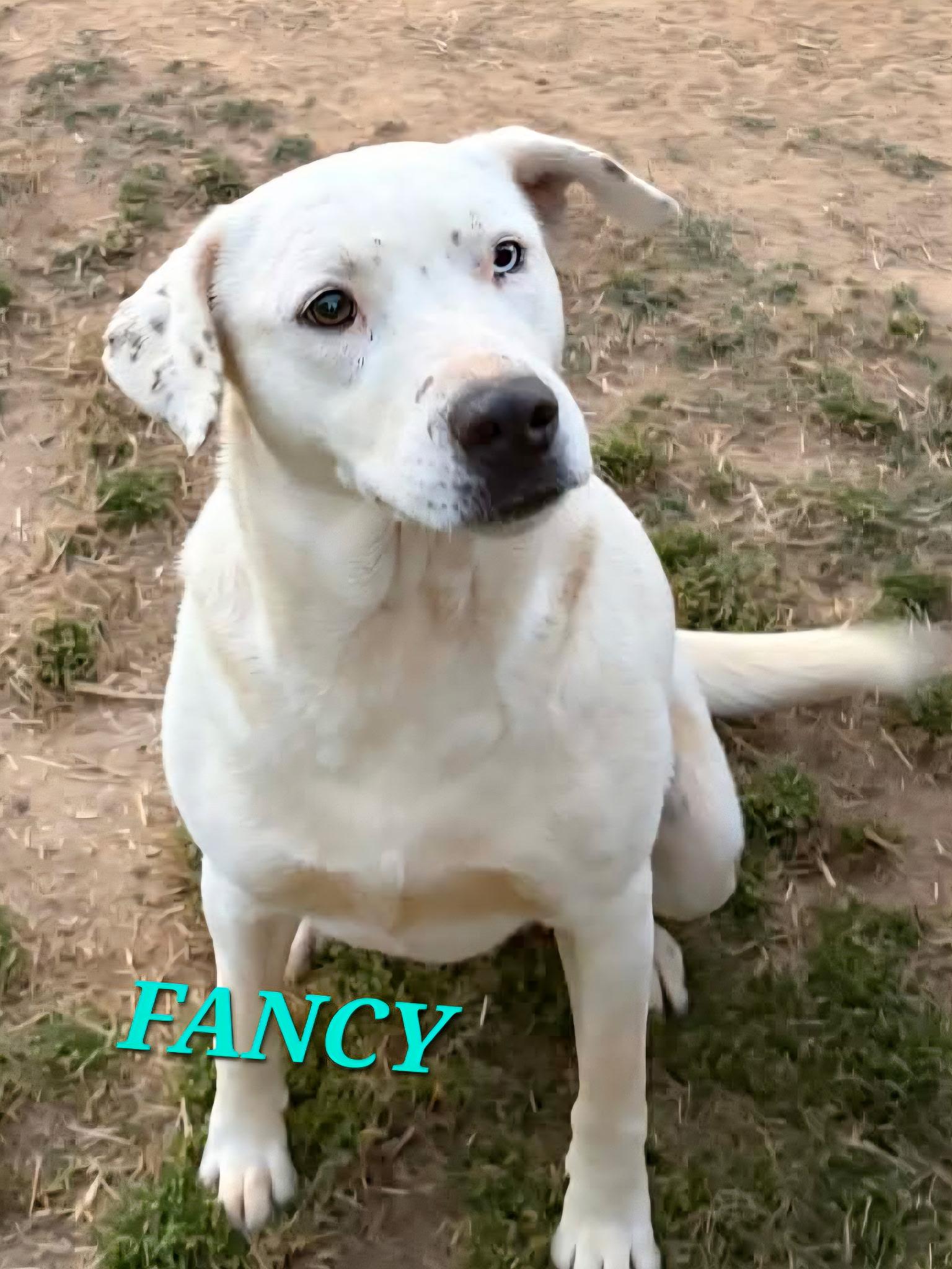 Enlarge Fancy - Needs Summer Lovin!, a Adoptable mixed breed in Woburn, MA image 5/6