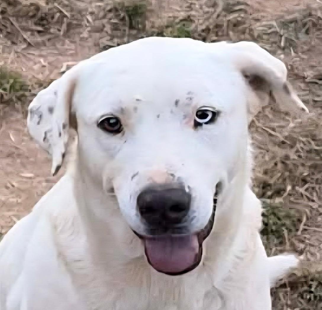 Enlarge Fancy - Needs Summer Lovin!, a Adoptable mixed breed in Woburn, MA image 1/6
