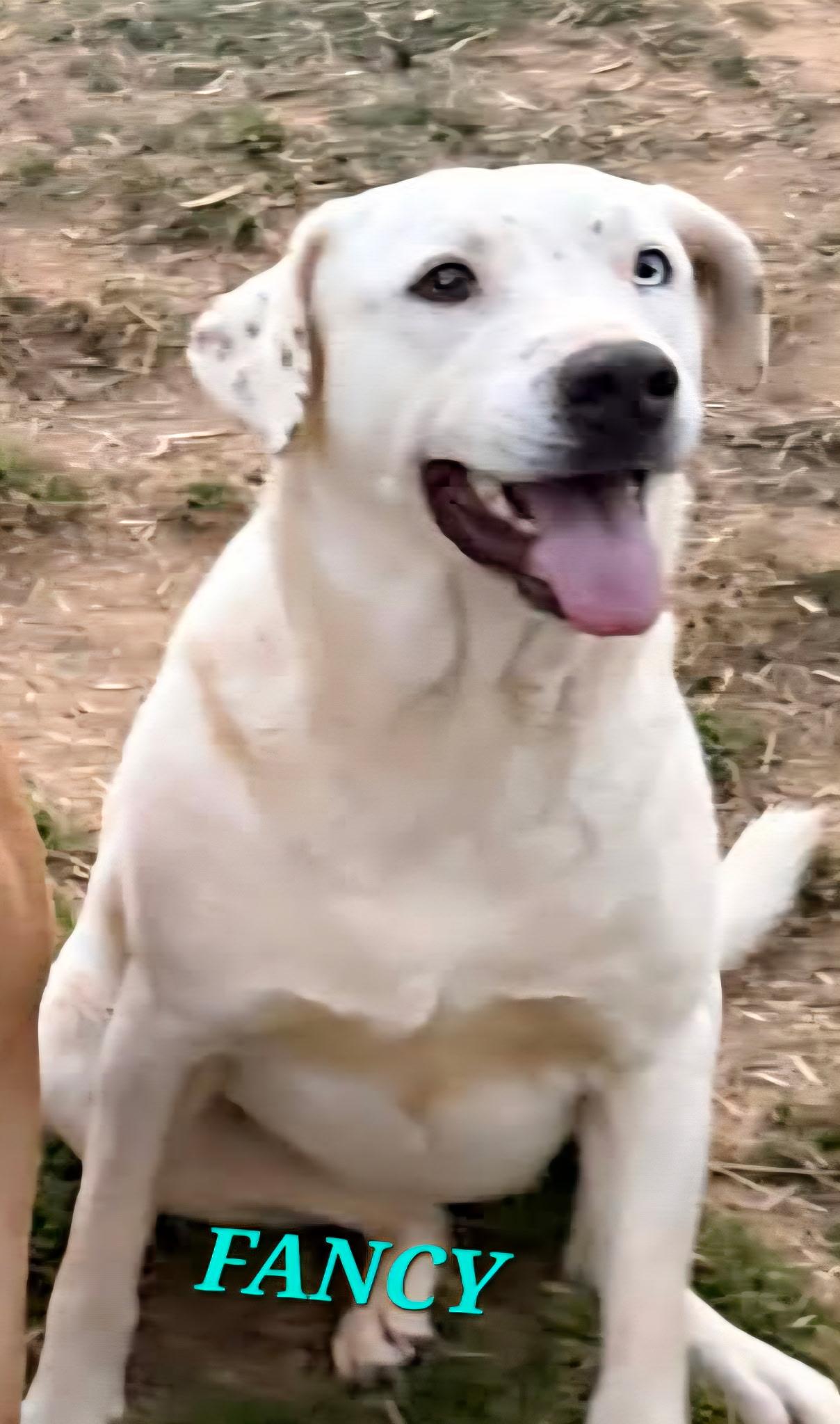 Enlarge Fancy - Needs Summer Lovin!, a Adoptable mixed breed in Woburn, MA image 3/6