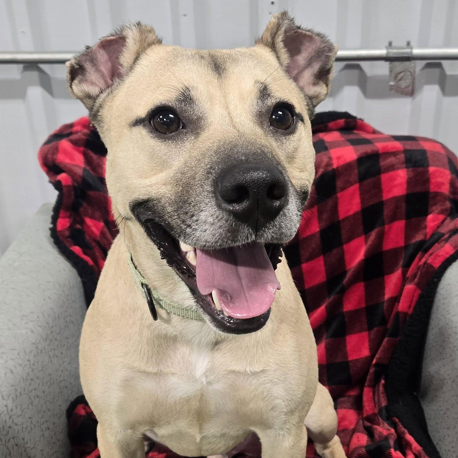 Joe-e, a ADOPTABLE mixed breed in Racine, WI image 1/5