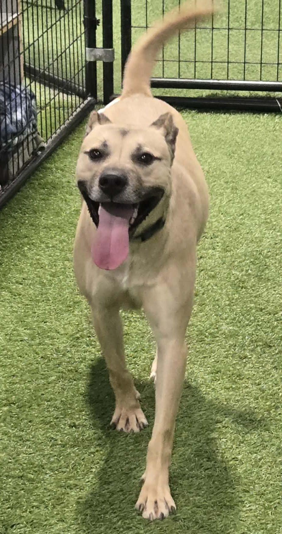 Joe-e, a ADOPTABLE mixed breed in Racine, WI image 1/4