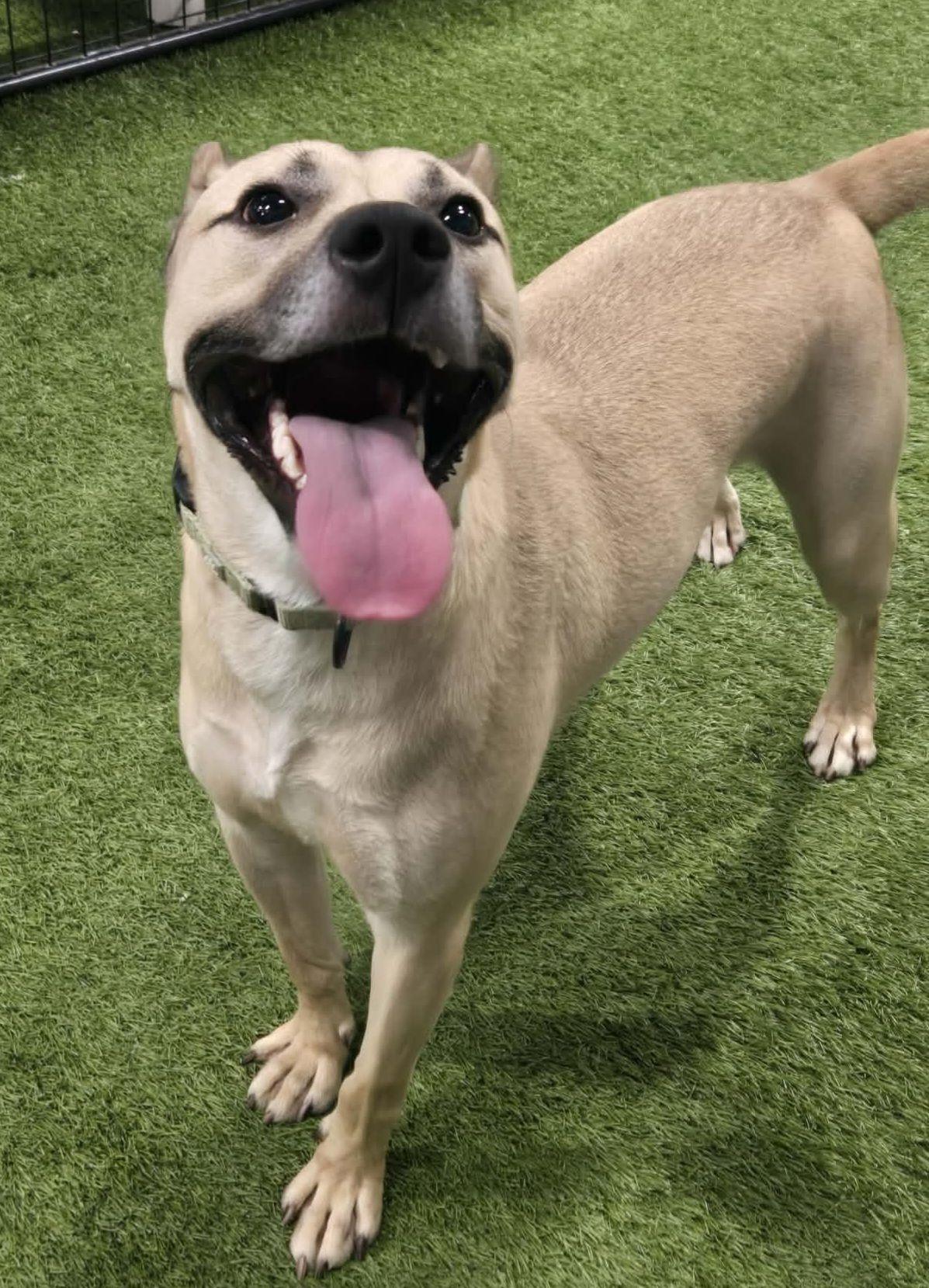 Joe-e, a ADOPTABLE mixed breed in Racine, WI image 4/4