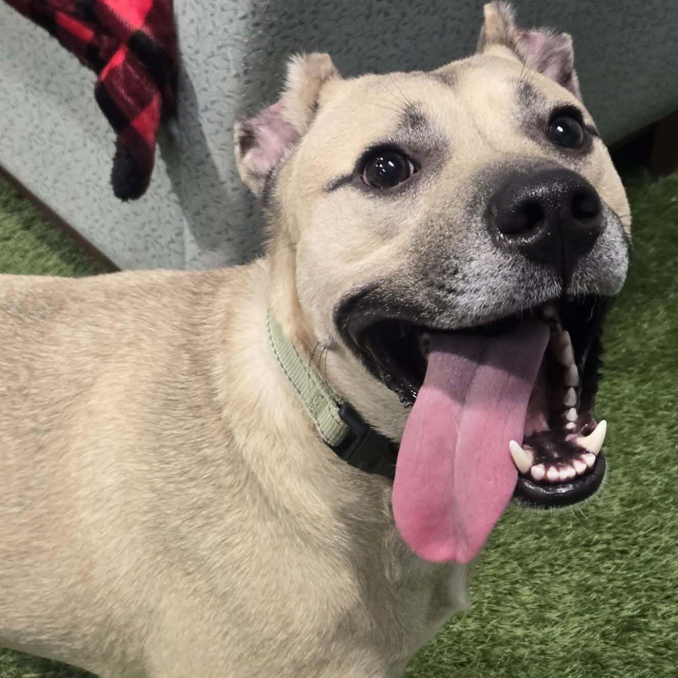 Joe-e, a ADOPTABLE mixed breed in Racine, WI image 2/4