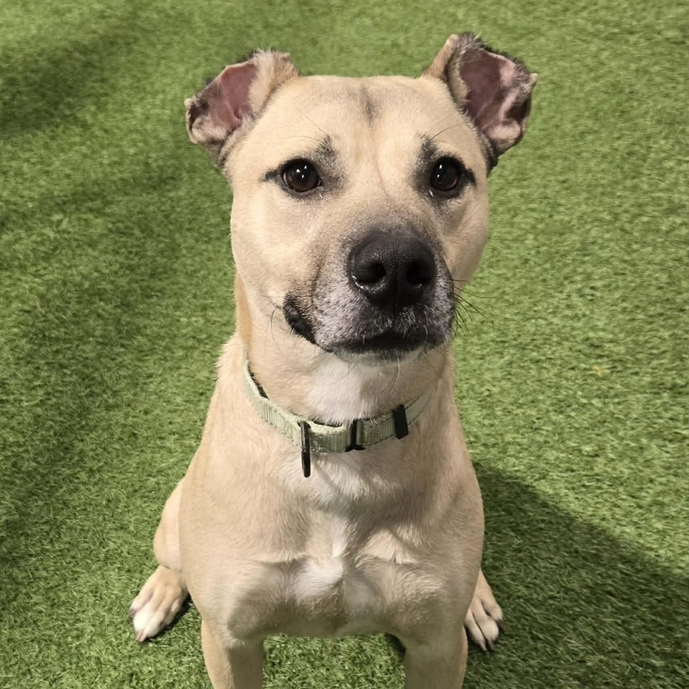 Joe-e, ADOPTABLE, Adult Male Shepherd & Pit Bull Terrier.