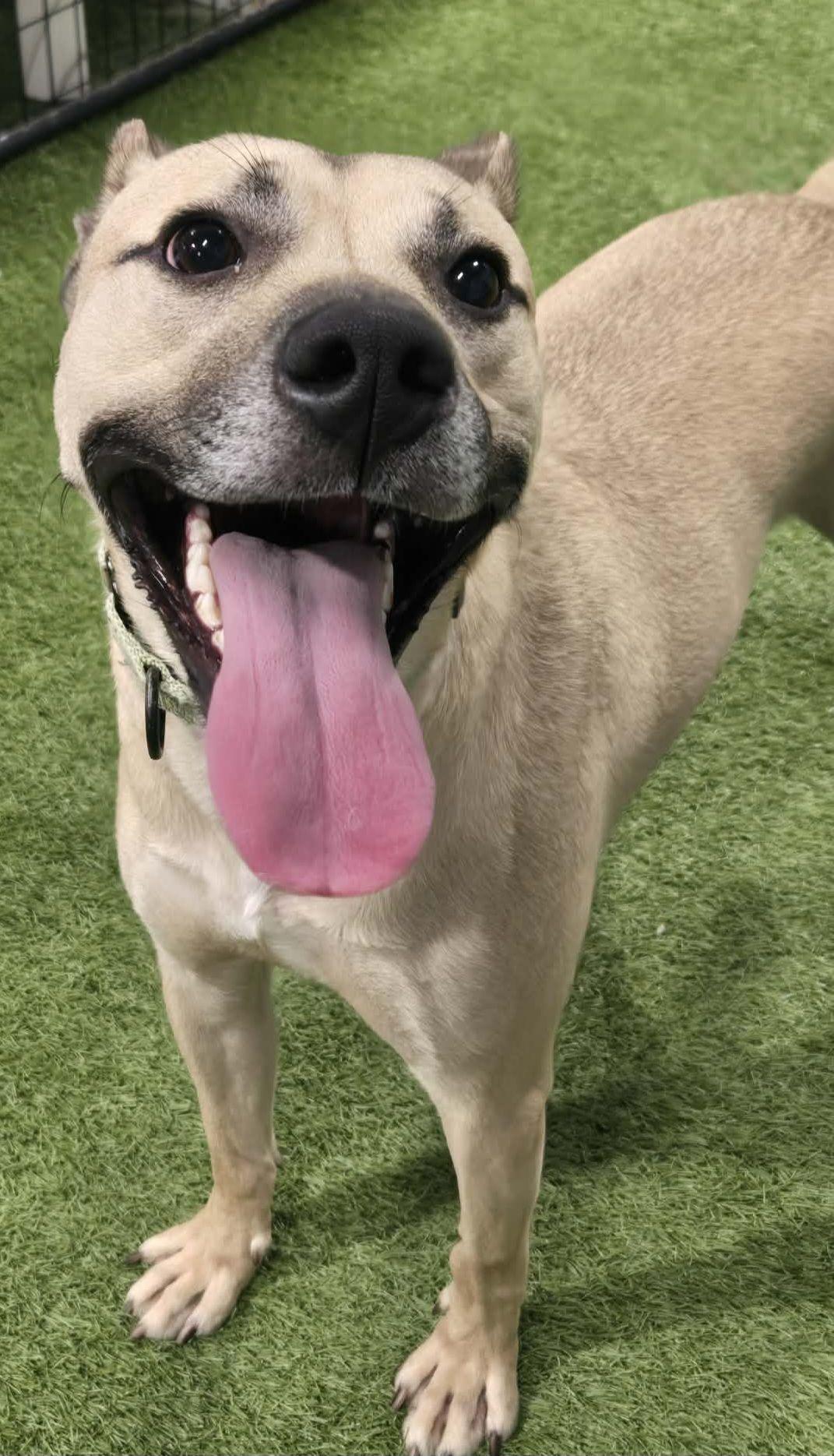 Joe-e, a ADOPTABLE mixed breed in Racine, WI image 3/4