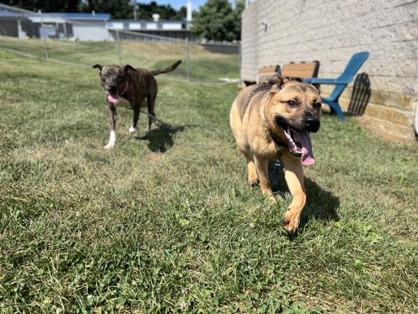 Enlarge Sunny, a Adoptable mixed breed in Lancaster, OH image 1/6
