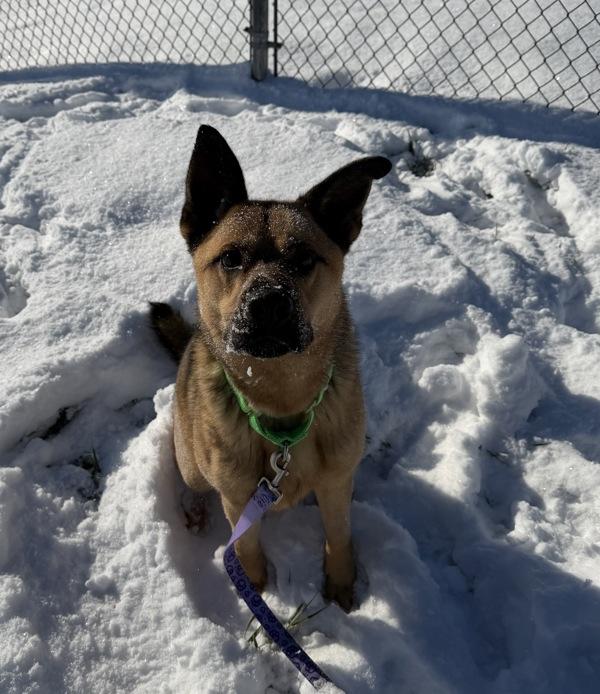 Enlarge Sunny, a Adoptable mixed breed in Lancaster, OH image 2/6