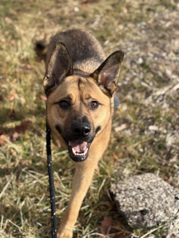 Enlarge Sunny, a Adoptable mixed breed in Lancaster, OH image 3/6