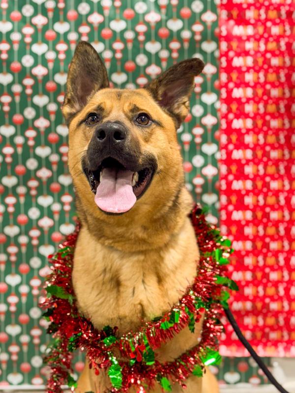 Enlarge Sunny, a Adoptable mixed breed in Lancaster, OH image 4/6