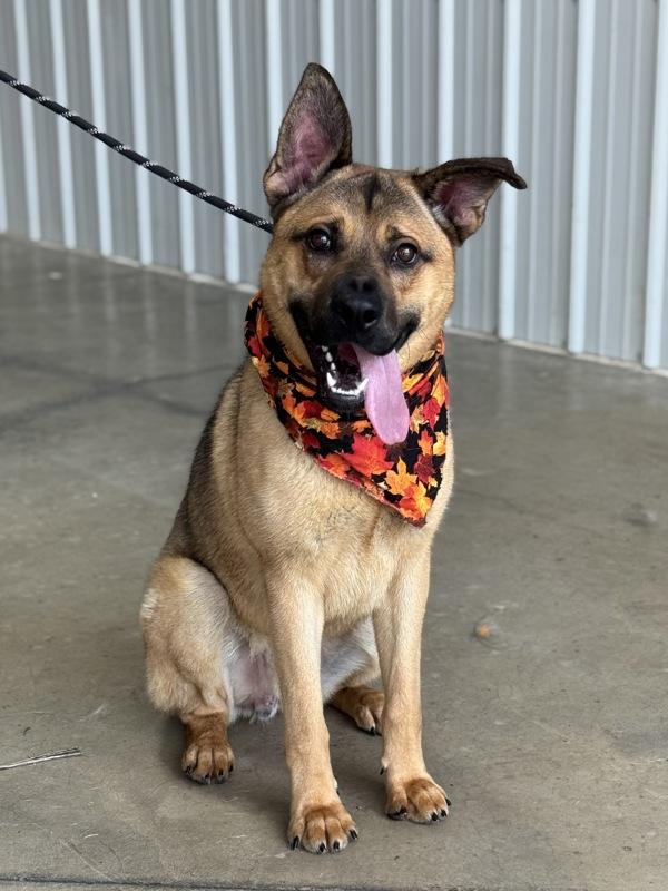 Enlarge Sunny, a Adoptable mixed breed in Lancaster, OH image 5/6