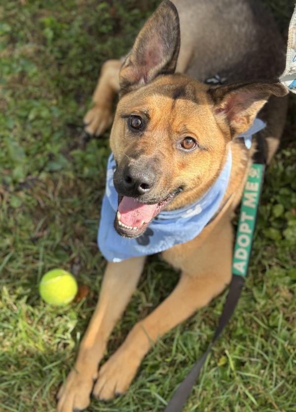 Enlarge Sunny, a Adoptable mixed breed in Lancaster, OH image 6/6