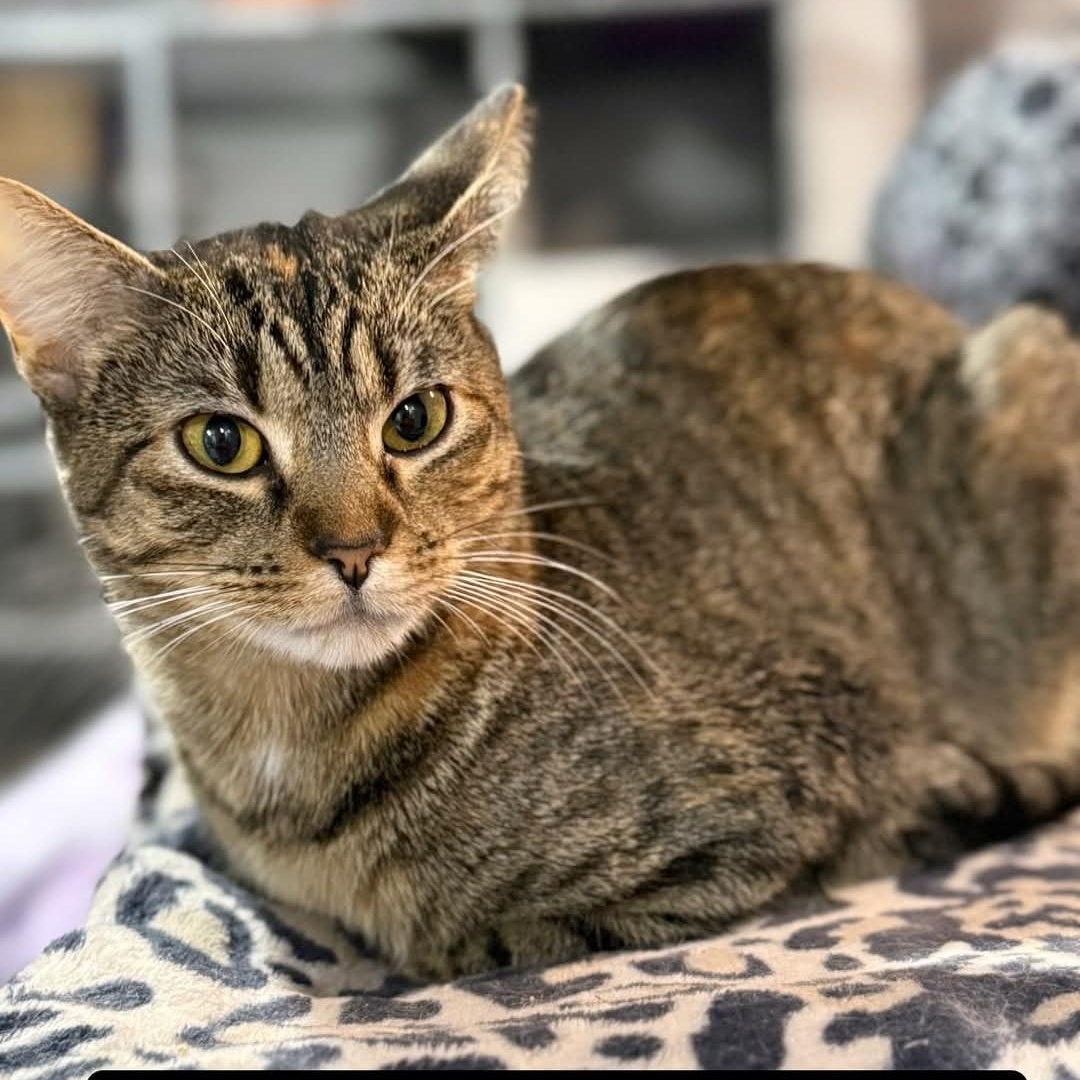 Enlarge Fancy, a ADOPTABLE Torbie in Whitewater, WI image 5/5