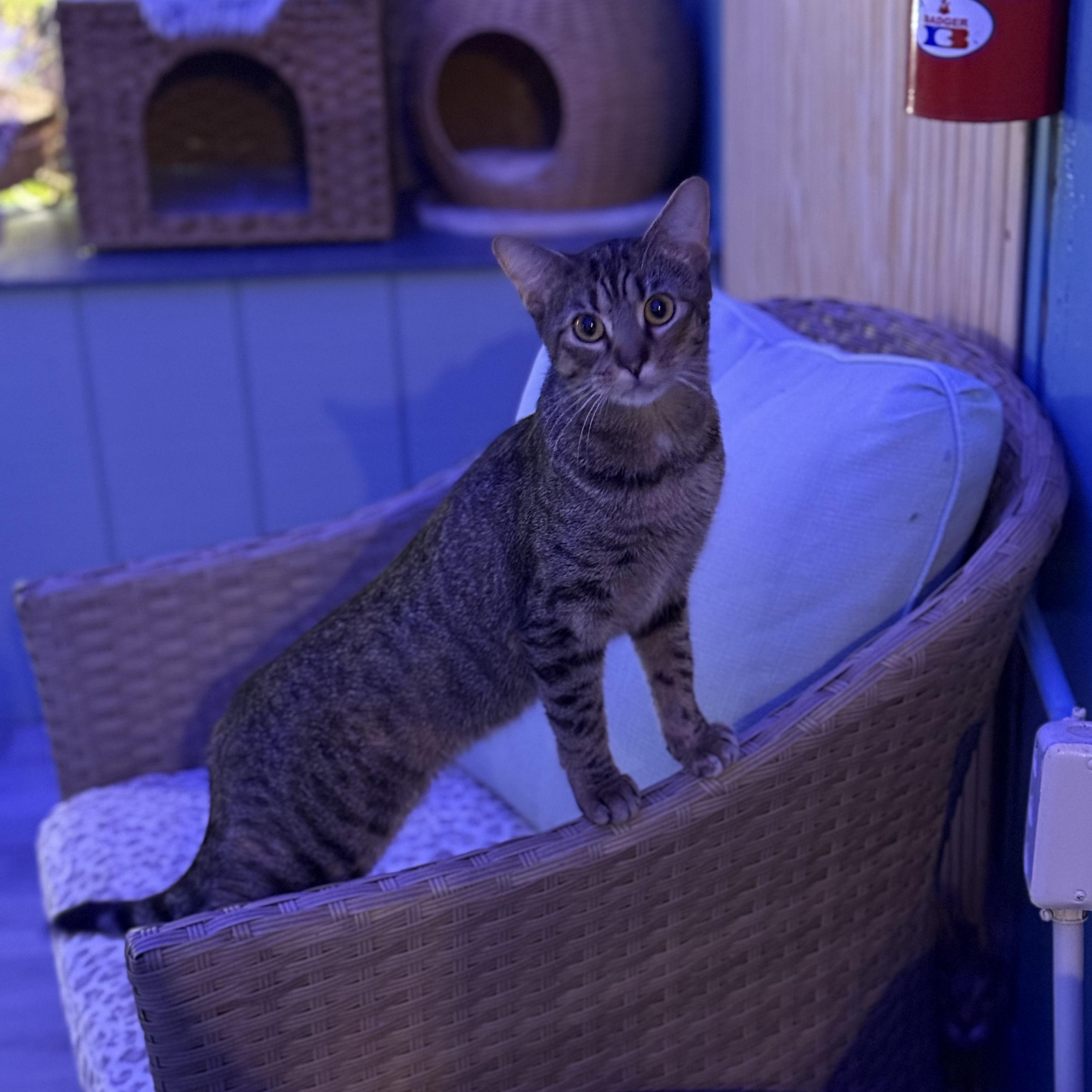 Enlarge Fancy, a ADOPTABLE Torbie in Whitewater, WI image 4/5